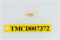 藏品(雙色澤蟹)的圖片